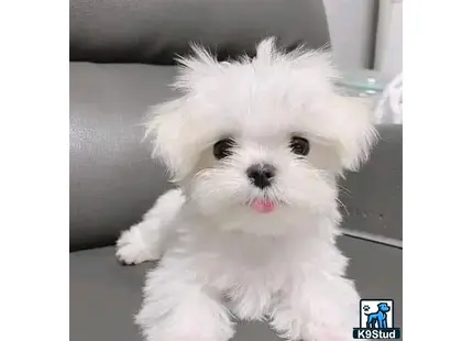 a white maltese dog with its tongue out